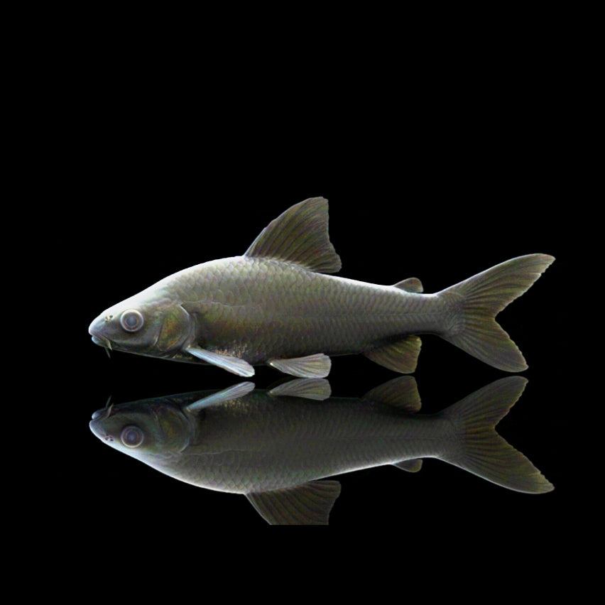 Schwarzer Fransenlipper – Labeo chrysophekadion