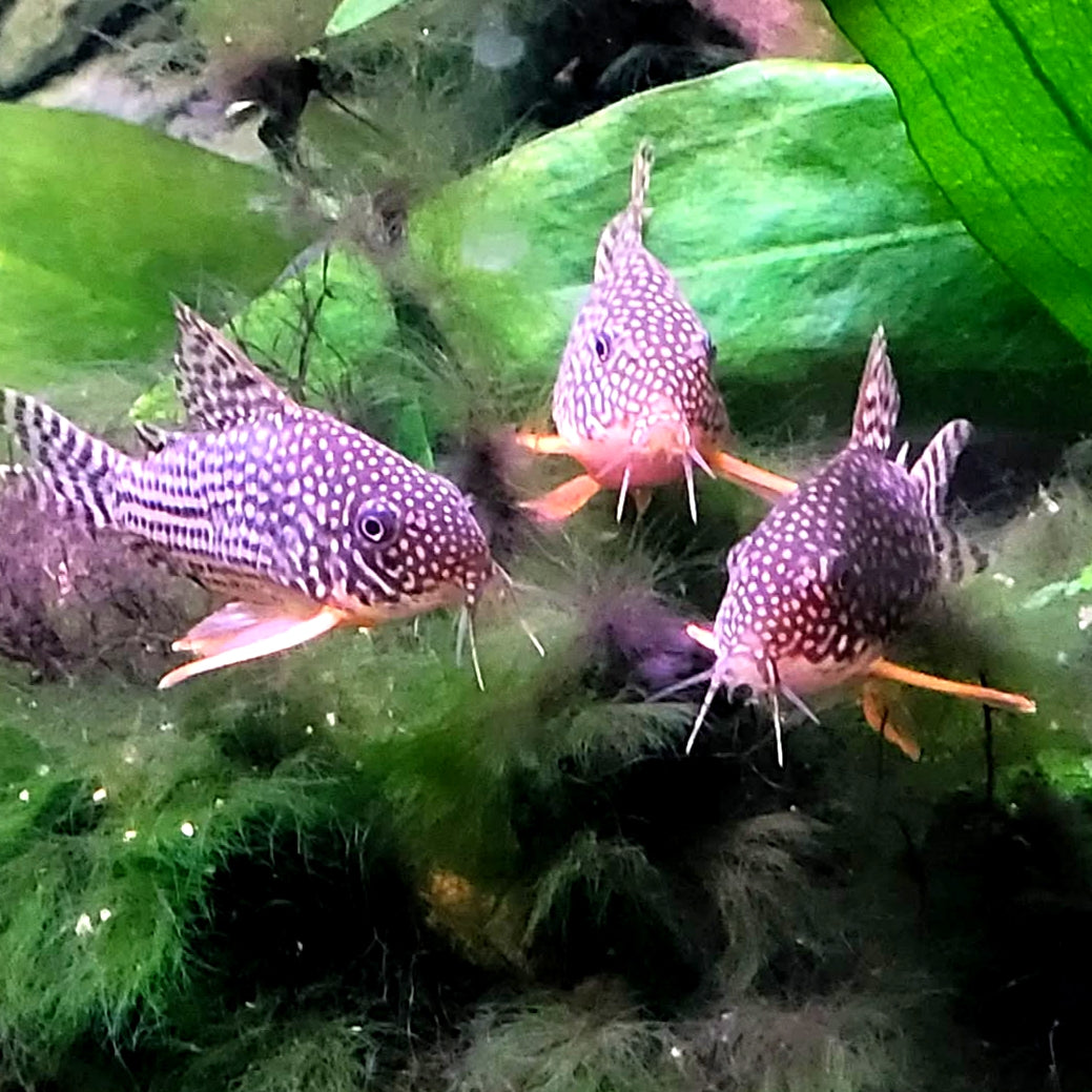 Corydoras sterbai hoplisoma - Orangeflossen Panzerwels