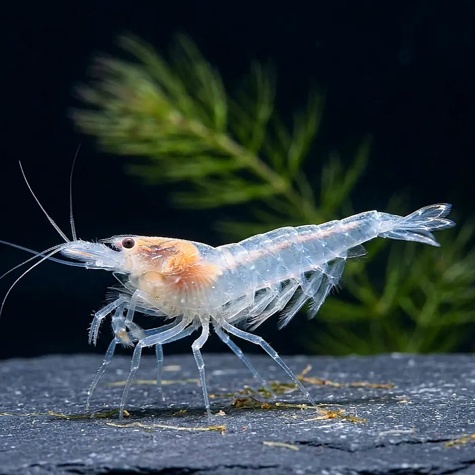 Caridina multidentata - Amanogarnele - Snow 🤍❄️ AquaTimo