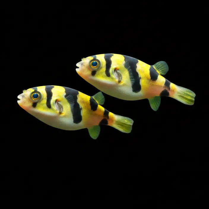 Tetraodon biocellatus - Augenfleck Kugelfisch AquaTimo