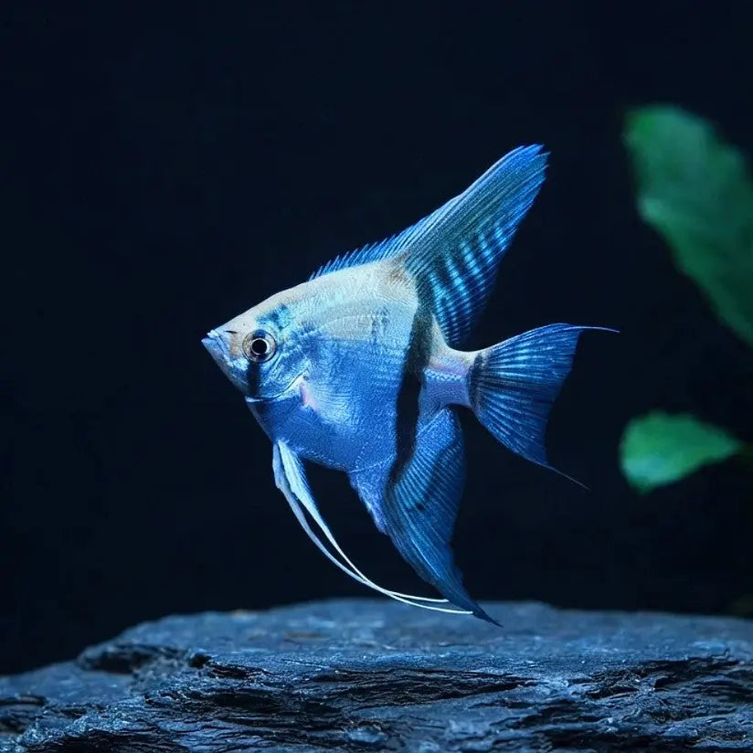 Skalar „Blauer Geist“ AquaTimo