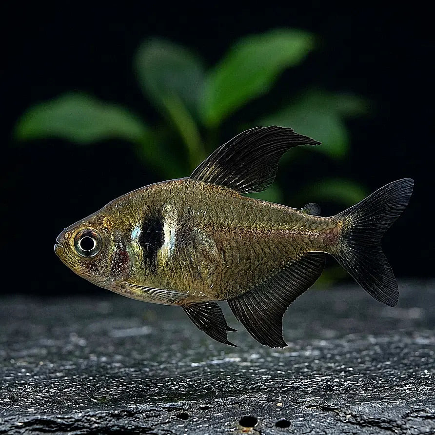 Gymnocorymbus ternetzi - Trauermantelsalmler AquaTimo