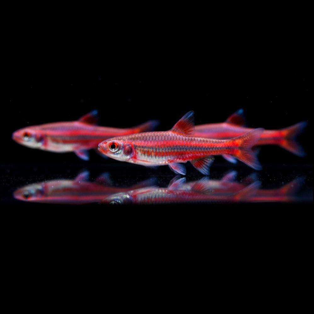 Regenbogenelritze – Notropis chrosomus