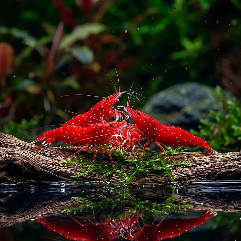 Caridina dennerli (S) – ❤️Sulawesi-Kardinalsgarnele AquaTimo