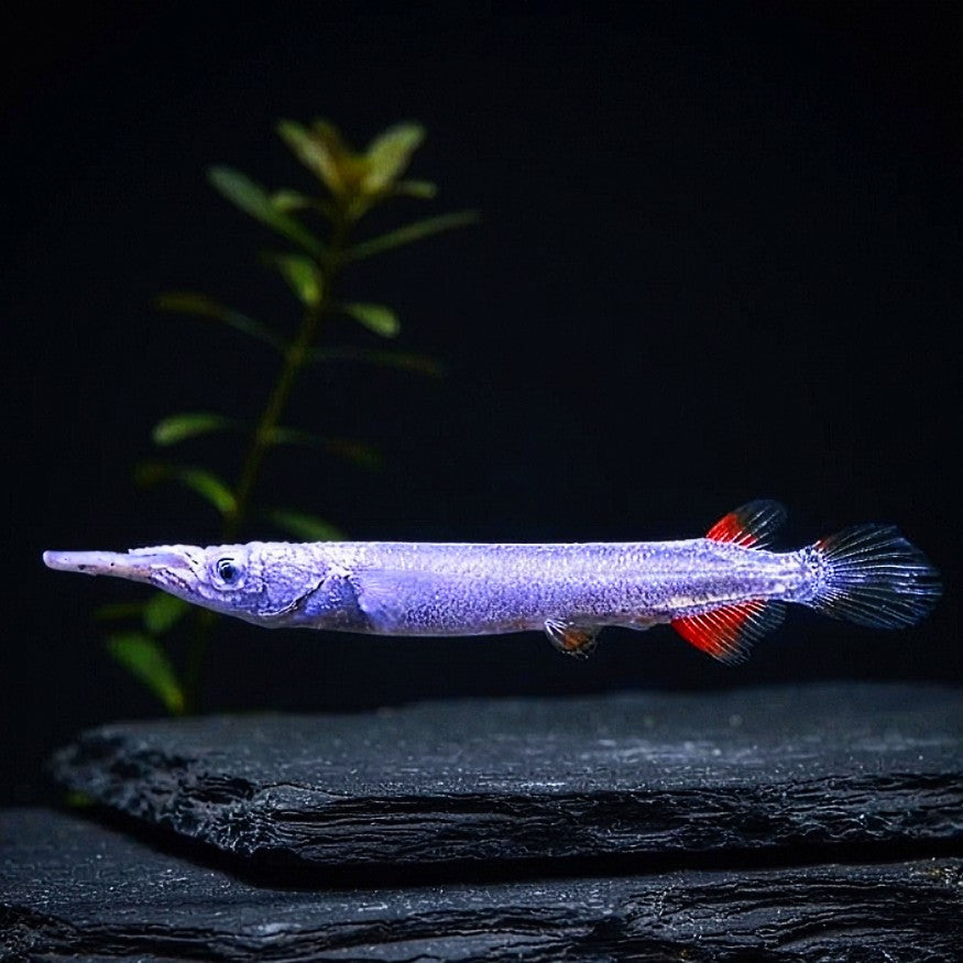 Halbschnabelhechtling "Silver" – Dermogenys pusilla 🐟✨