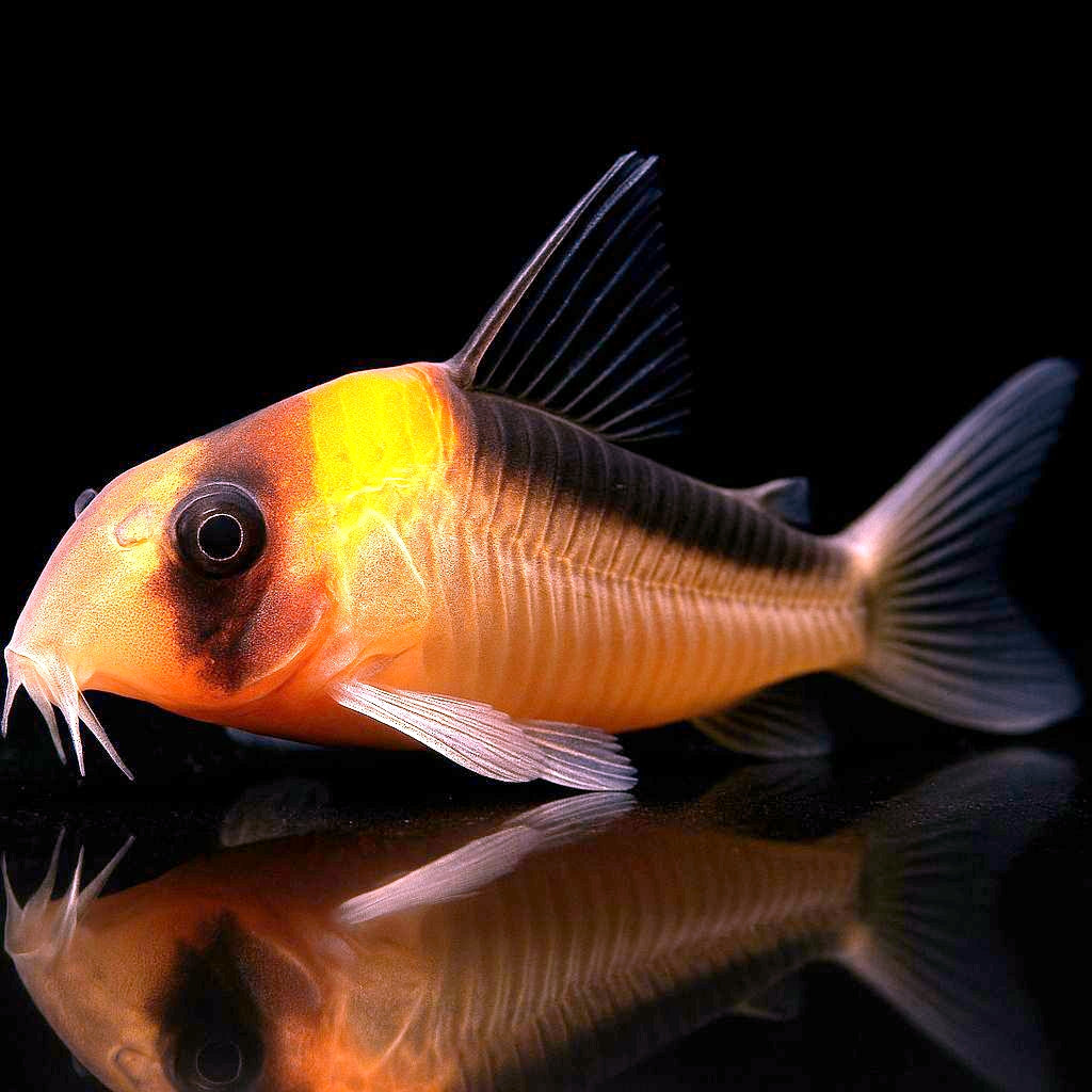 Goldstirnpanzerwels – Corydoras adolfoi 🧡🐟