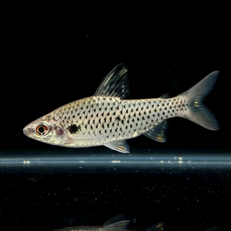 Punktierter Kopfsteher – Chilodus punctatus