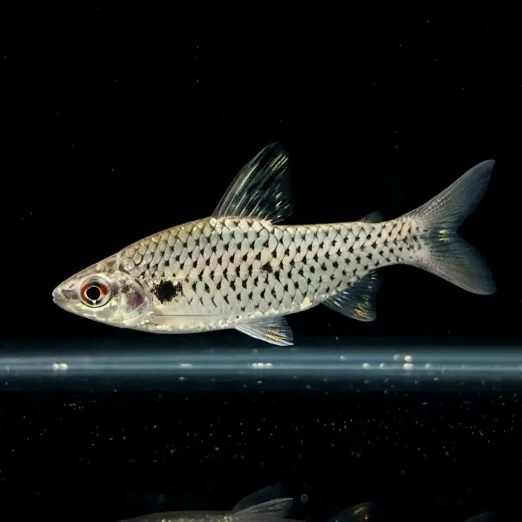 Punktierter Kopfsteher – Chilodus punctatus AquaTimo
