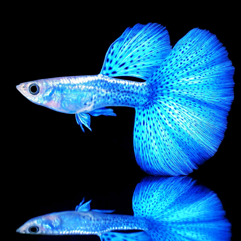 Hochzucht Guppy - Blue Grass