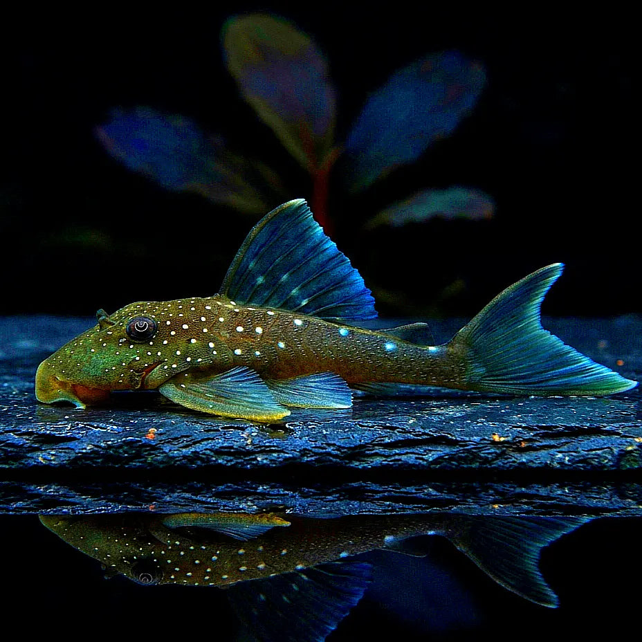 L128 Blauer Phantomwels Hemiancistrus spec. LDA128 - 4-8 cm AquaTimo