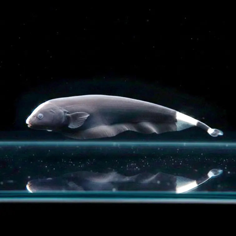 Weißstirn-Messerfisch – Apteronotus albifrons AquaTimo