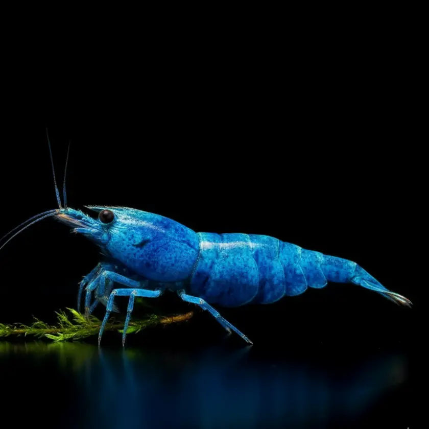Caridina logemanni - Full Blue Kingkong AquaTimo