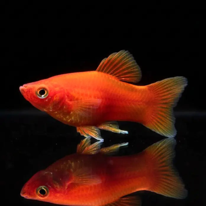 Platy Coral Red – Der rote Farbklecks für dein Aquarium AquaTimo