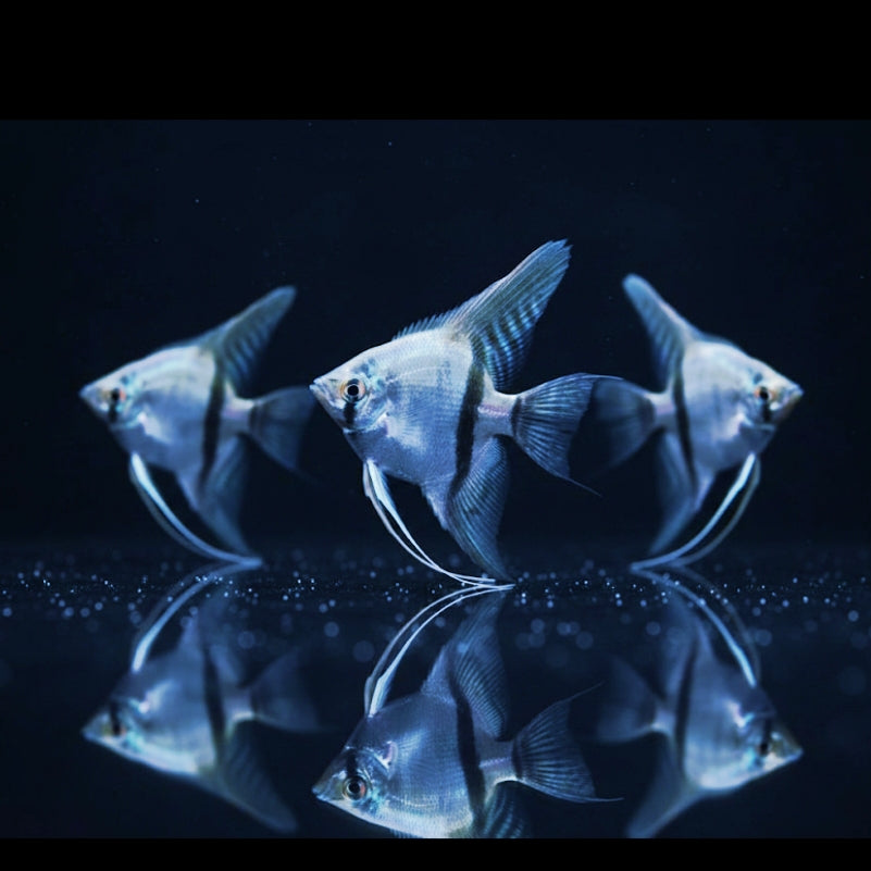 Skalar „Blauer Geist“
Pterophyllum scalare BLUE GHOST 💙