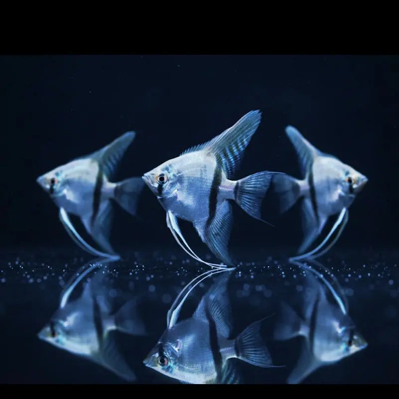 Skalar „Blauer Geist“
Pterophyllum scalare BLUE GHOST 💙 AquaTimo