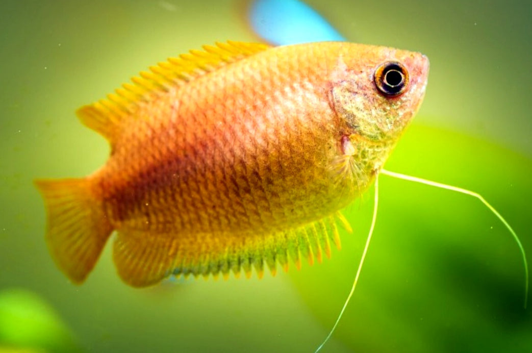 Honiggurami – Colisa chuna (Trichogaster chuna) 🍯🐟