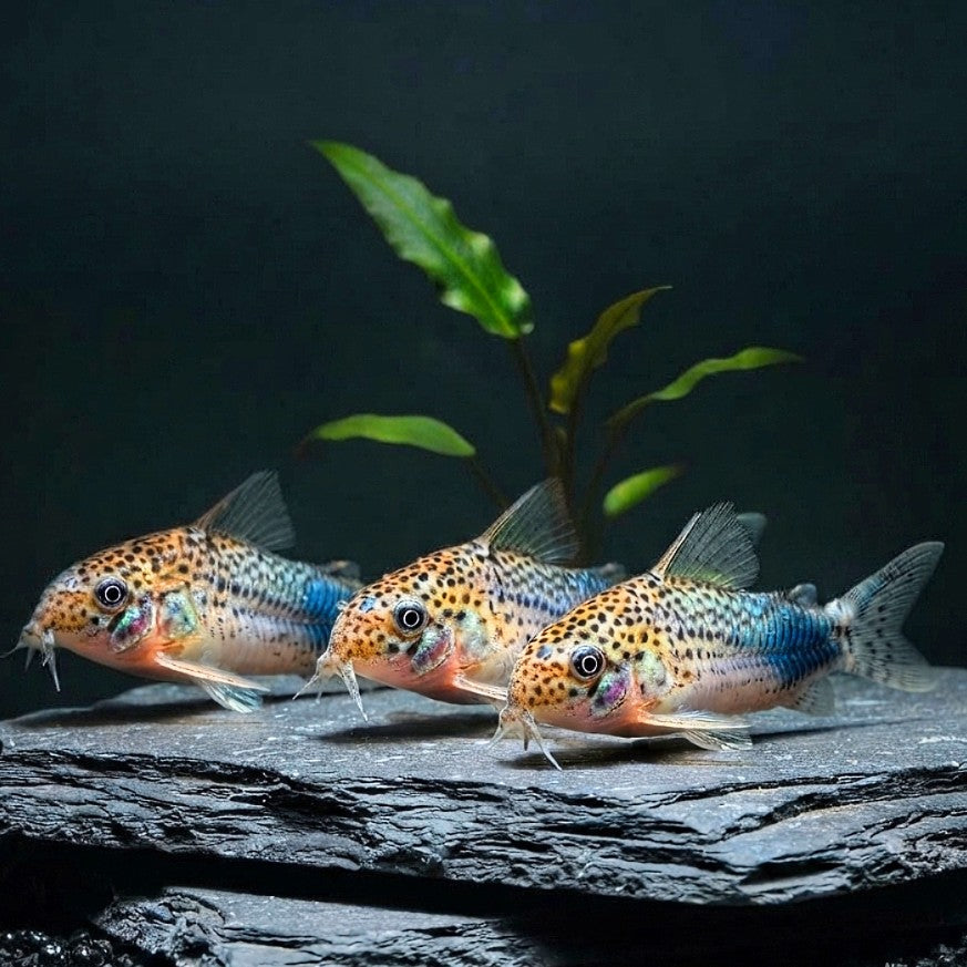 Similis Panzerwels – Hoplisoma (Corydoras) similis