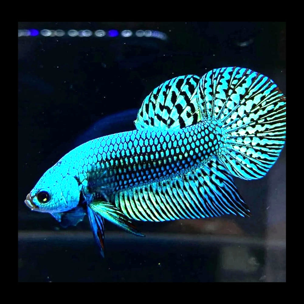 Betta splendens "Alien Blue" – Zuchtkampffisch mit metallisch blauer Färbung Kampffisch