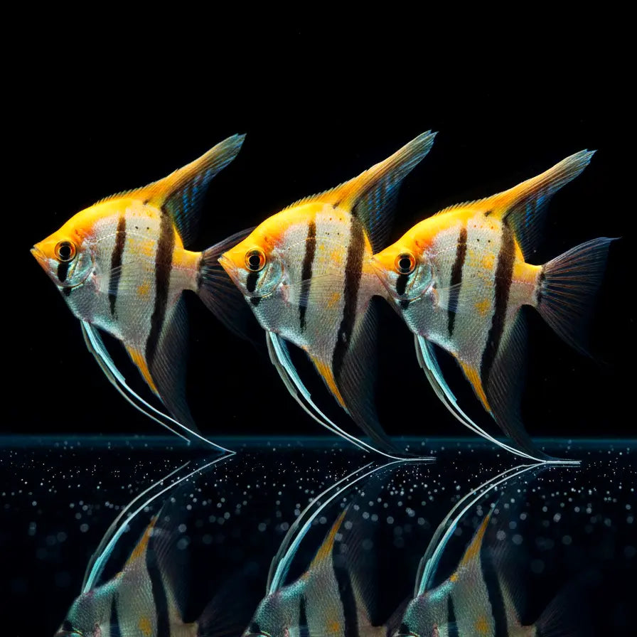 Skalar „Rio Nanay, Typ 3“
Pterophyllum scalare RIO NANAY, TYPE 3 🌿🐠 AquaTimo
