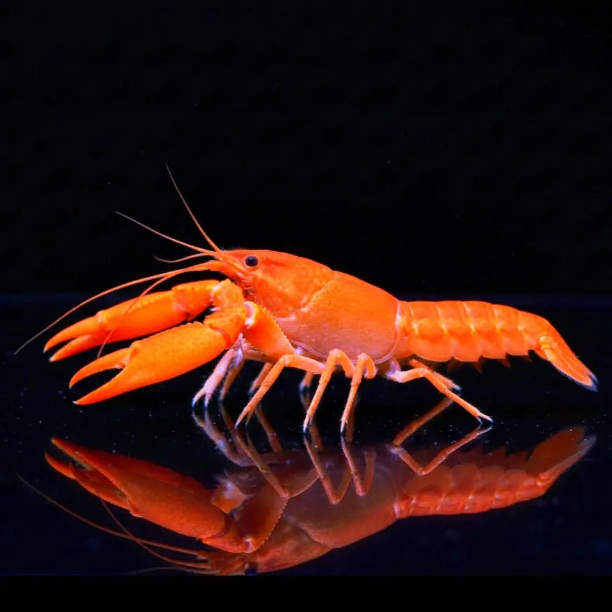 Cherax snowden „Irianto Red“ 🦞❤️ Sunshine Aprikosenkrebs AquaTimo