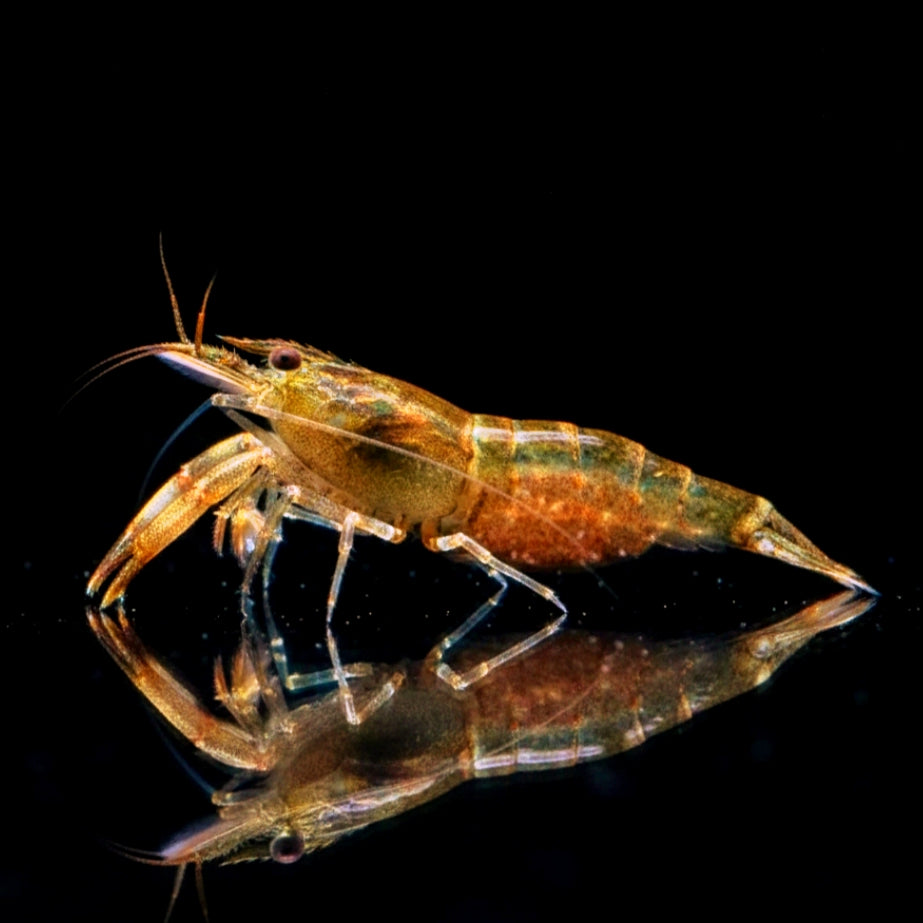 Macrobrachium agwi - Bumblebee Großarmgarnele