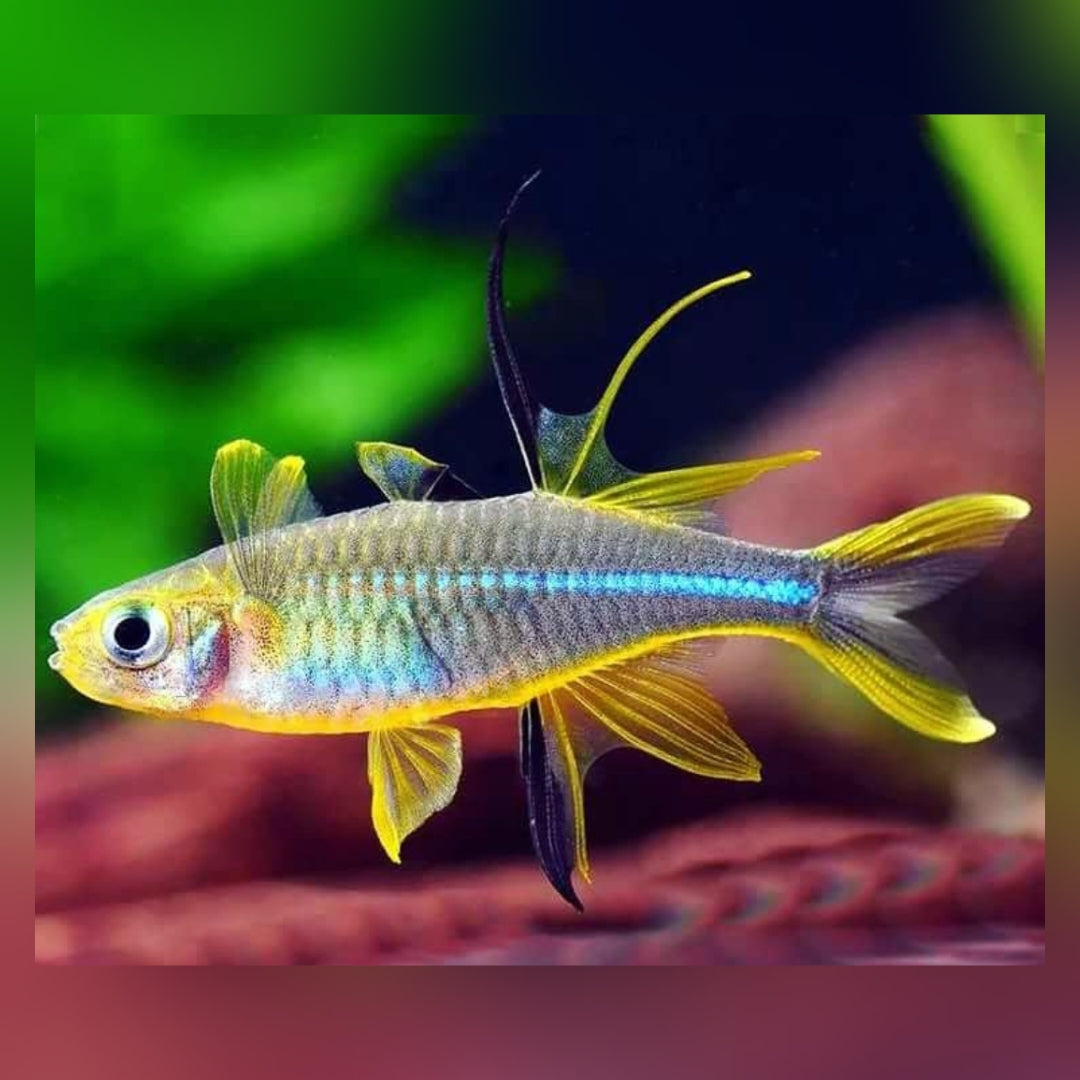 Celebes Sonnenstrahlfisch – Marosatherina ladigesi ☀️🐟