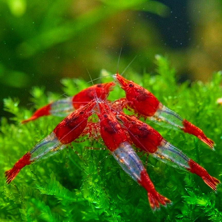 Neocaridina davidi - ❤️🤍 Red Rili Garnelen