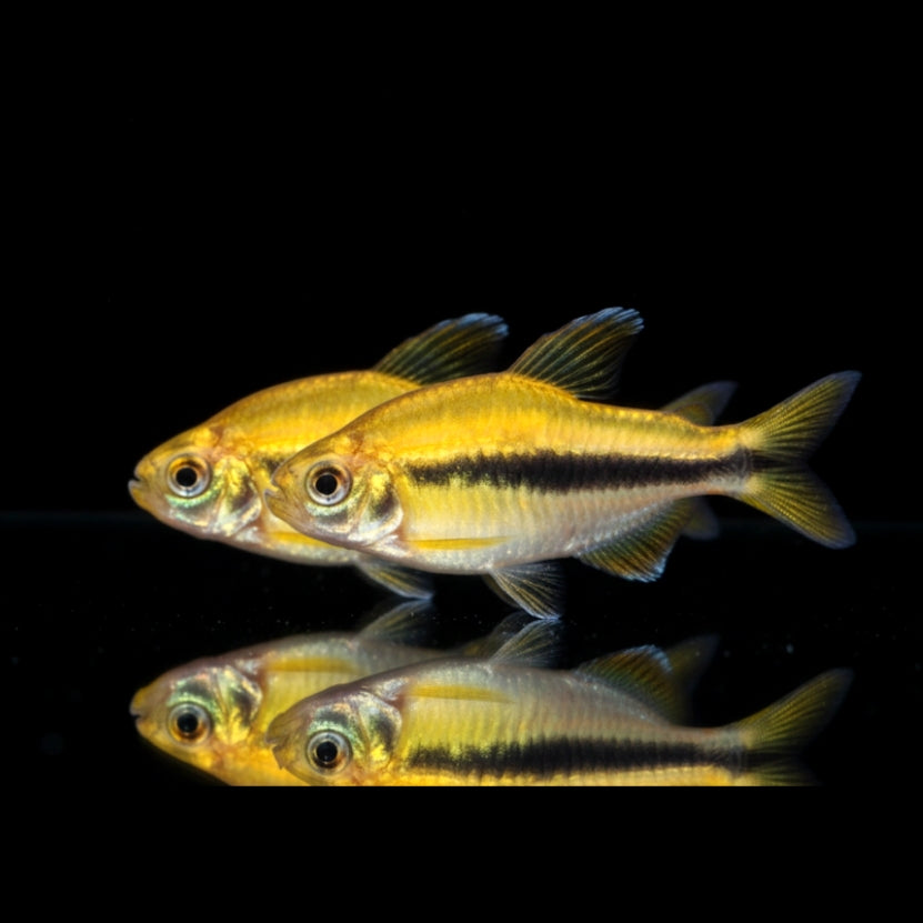 Lapis-Tetra "Yellow" – Hyphessobrycon cyanotaenia
