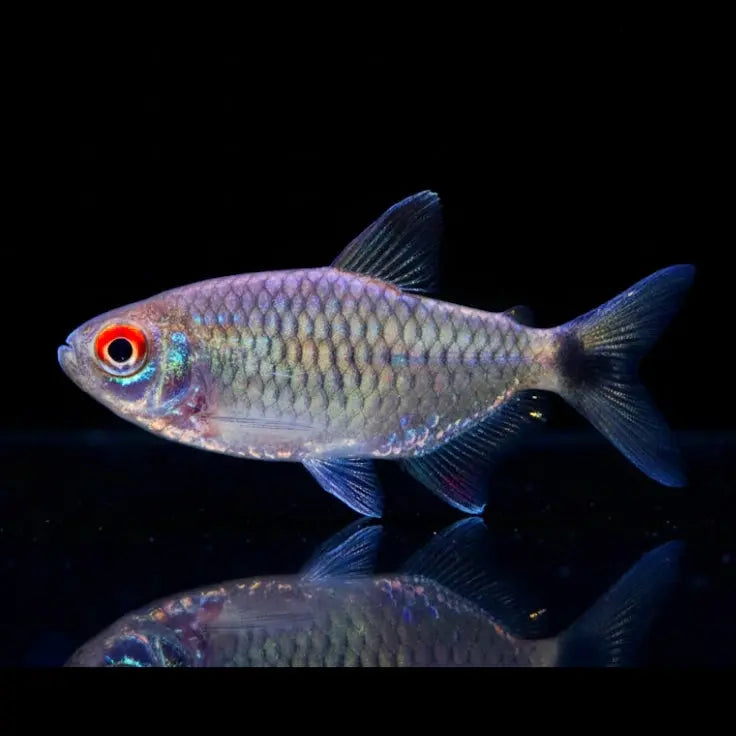 Rotaugen-Moenkhausia – Moenkhausia sanctaefilomenae AquaTimo