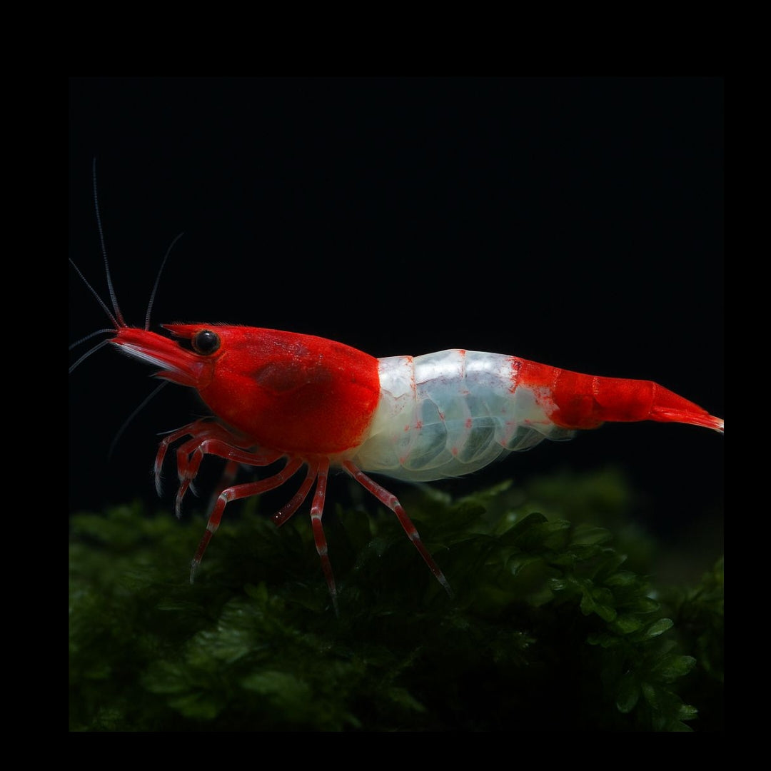Neocaridina davidi - Red Rili Garnelen