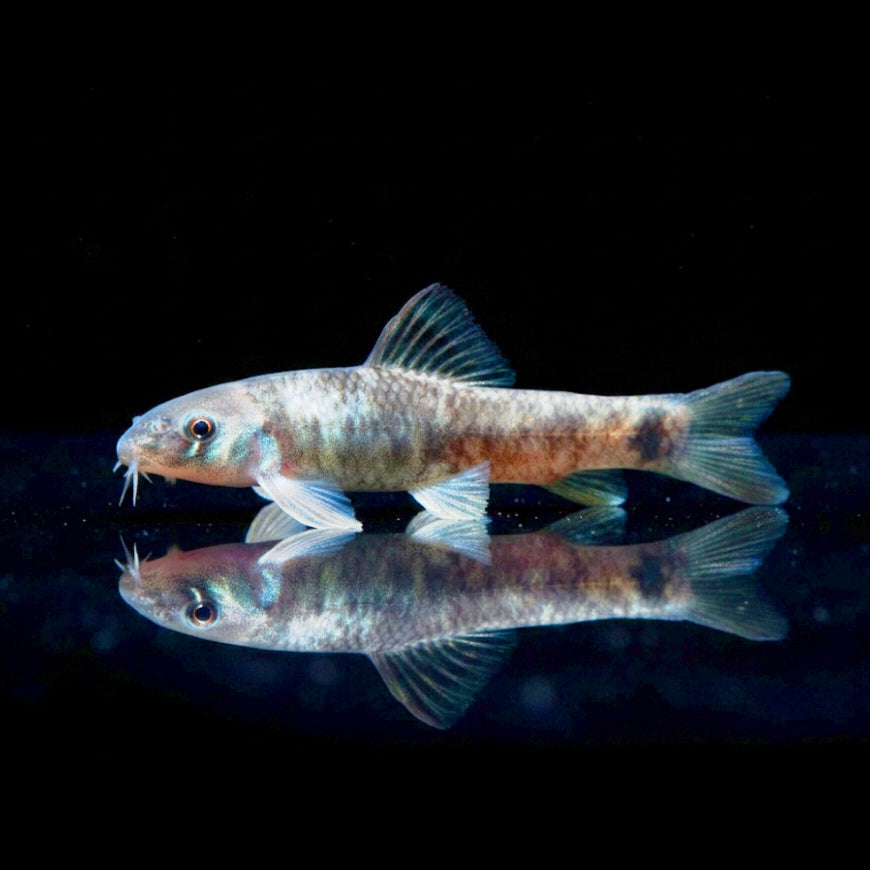 Knabberfisch – Garra rufa