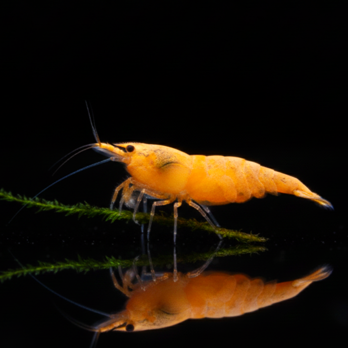 Neocaridina davidi - Crested Cream