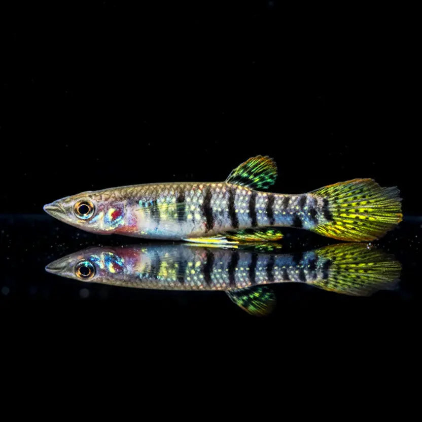 Streifenhechtling Aplocheilus lineatus AquaTimo