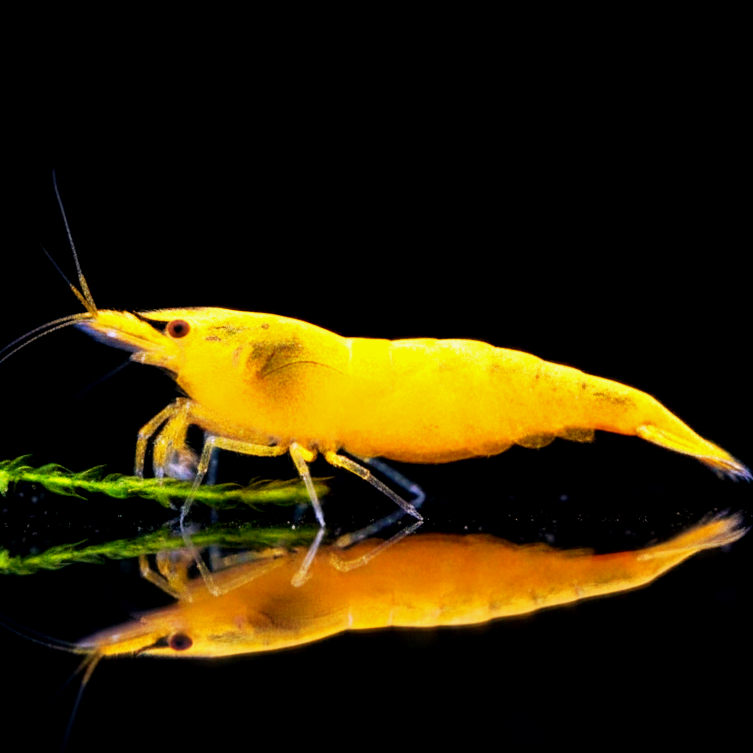 Neocaridina davidi - Yellow Fire Garnelen
