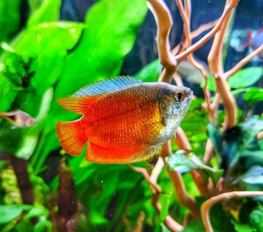 Colisa lalia "Neon Red" (Cobaltblauer Zwergfadenfisch)