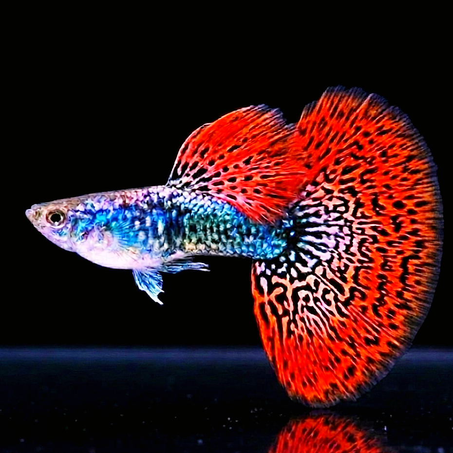 Hochzucht Guppy - Red Dragon