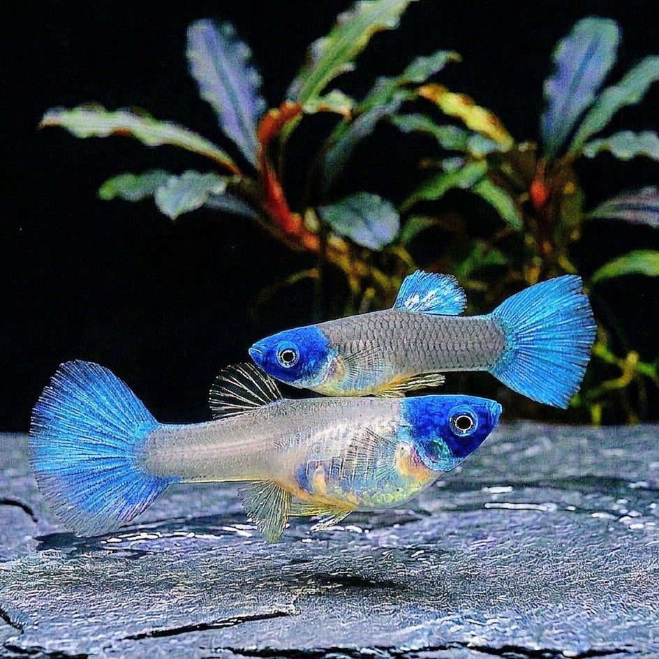 Hochzucht Guppy Blue Koi Tuxedo - Pärchen 💙
