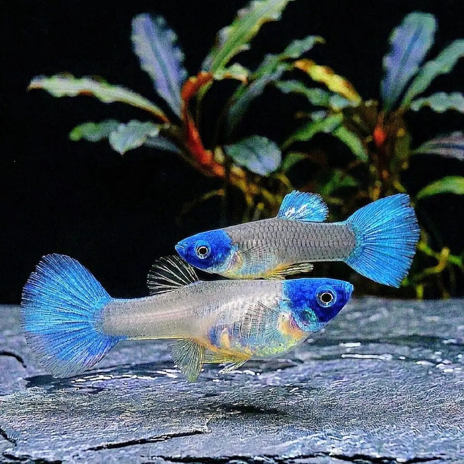 Hochzucht Guppy Blue Koi Tuxedo - Pärchen 💙 AquaTimo