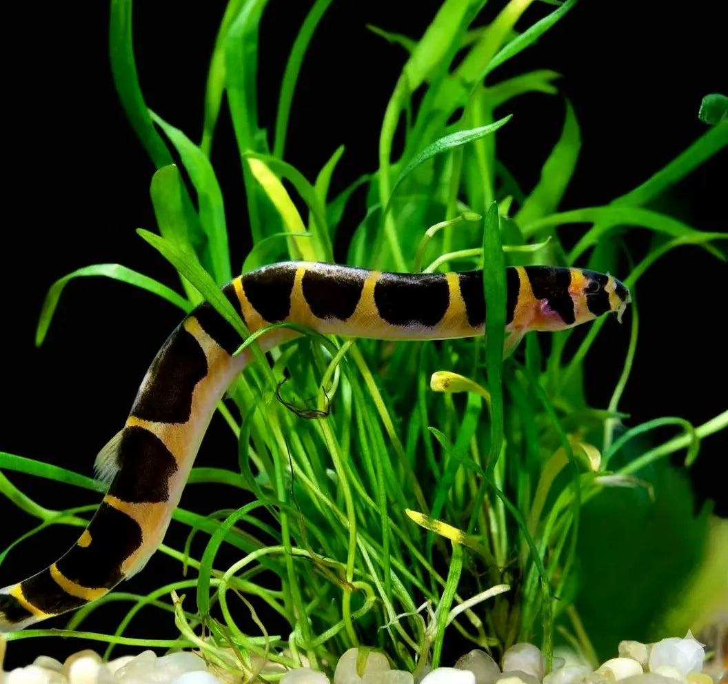 Pangio kuhli – 💛 Dornaugen AquaTimo