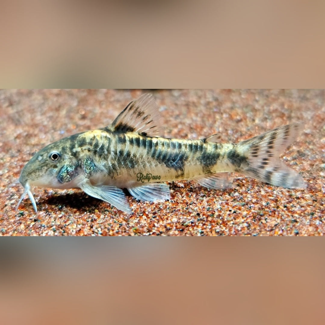 Schmerlenpanzerwels – Aspidoras spilotus 🐟🌿