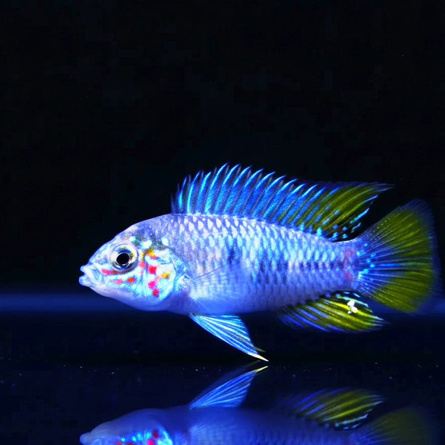Opal Apistogramma – Apistogramma borellii "Opal" 🌈🐠