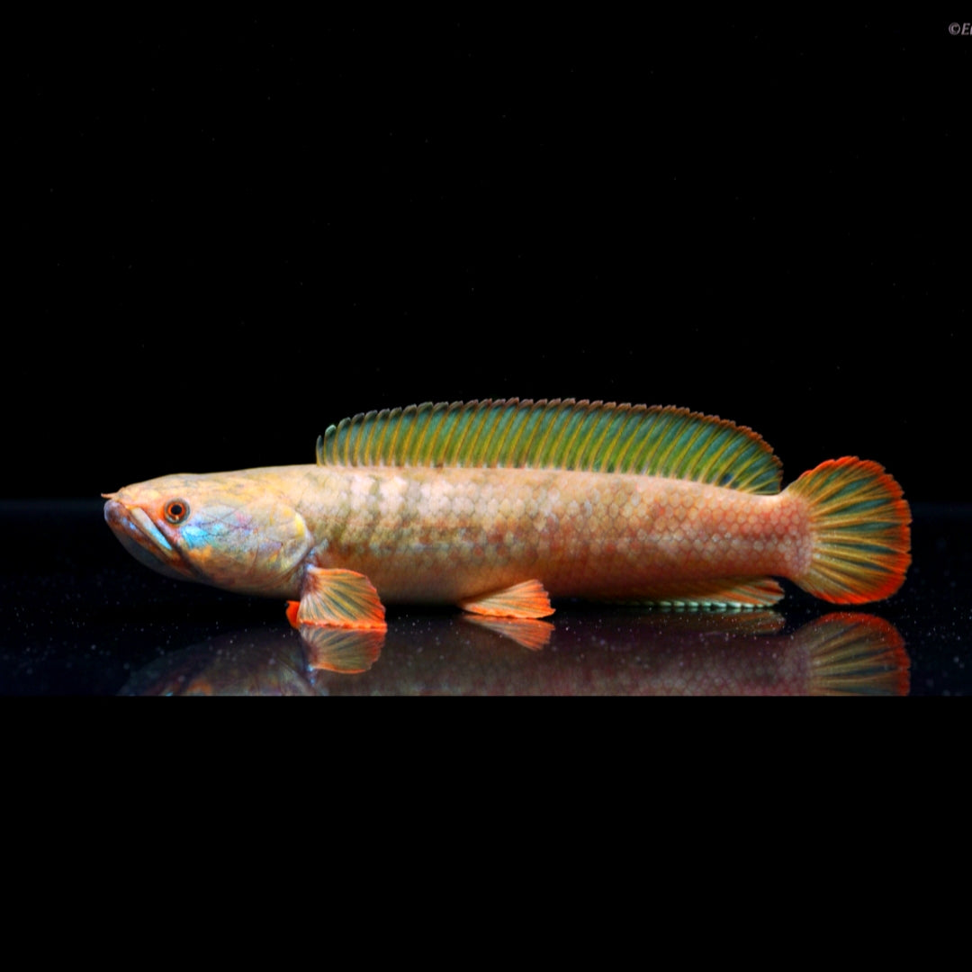 Channa gachua “Blue Bengal” – Zwergschlangenkopffisch aus Thailand