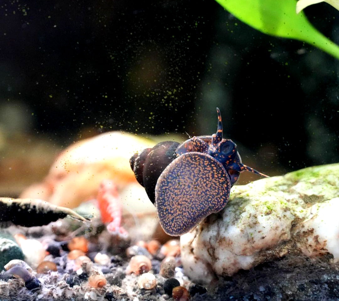 Notopala sp. - Blue Berry Snail