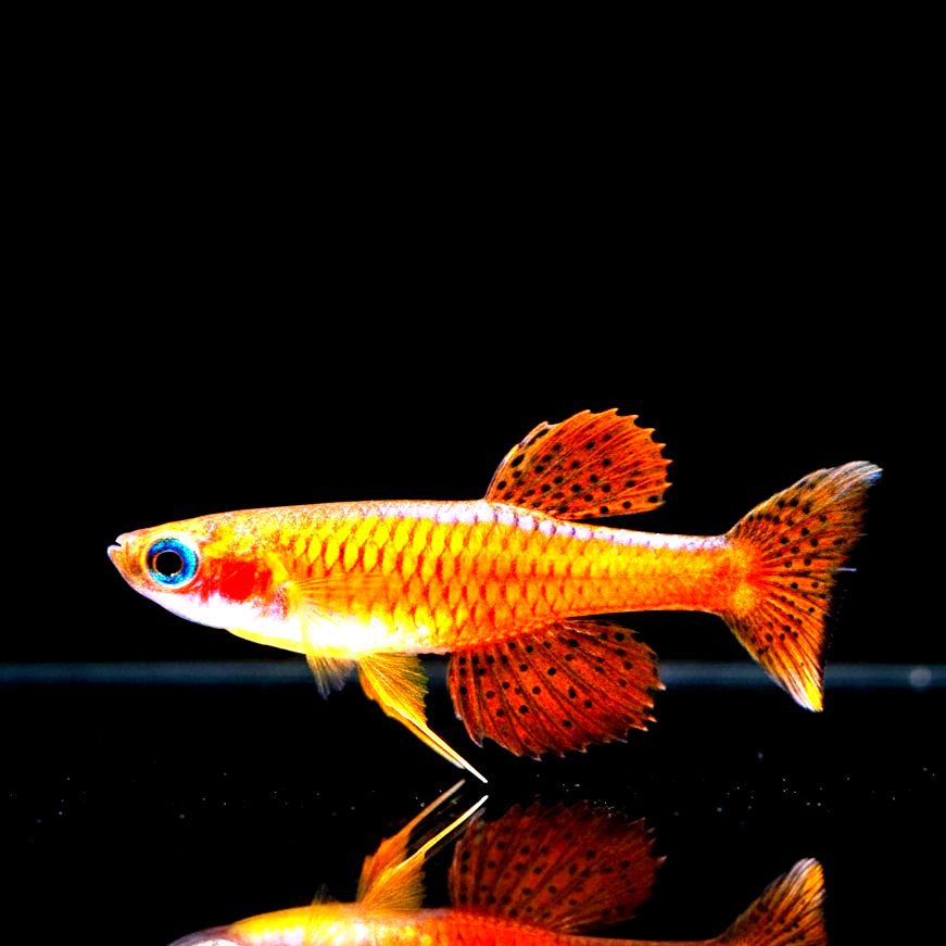 Paskas Blauauge - Pseudomugil paskai "Red Neon"