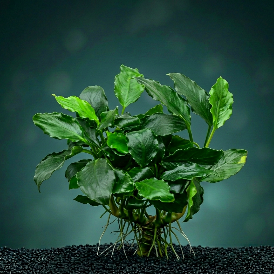 Anubias barteri var. nana ´Kirin´ / Dennerle-Plants