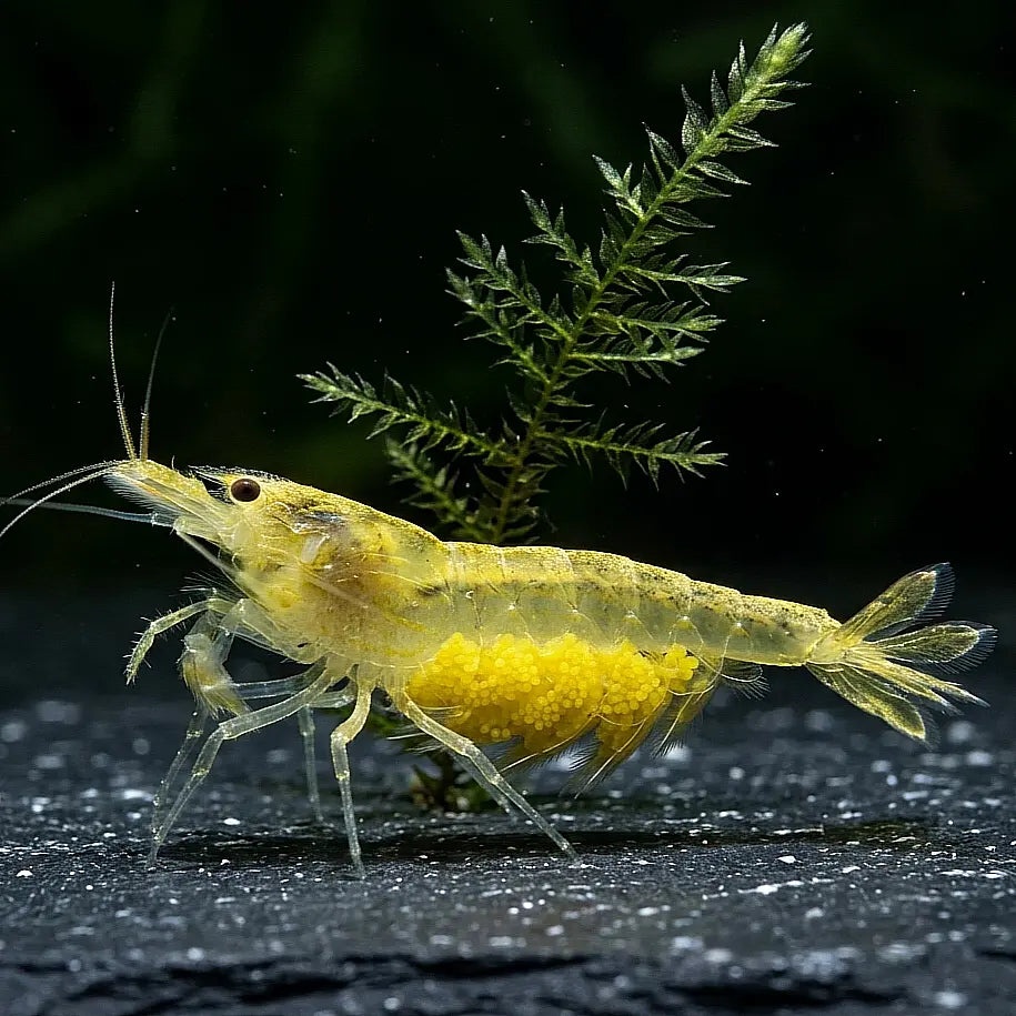 Caridina multidentata - Amanogarnele - Yellow 💛 AquaTimo