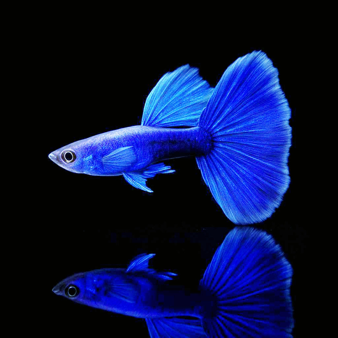 Hochzucht Guppy - Blue Moscow