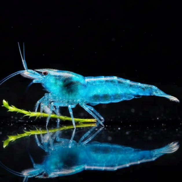 Neocaridina davidi - Blue Jelly Garnelen