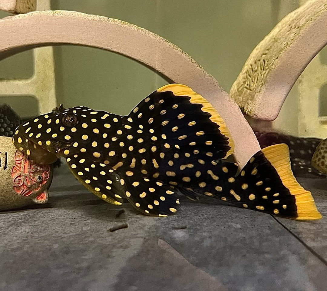 Gelbsaumwels L177 – Baryancistrus xanthellus 'L177' 🟡🐟 ca. 8-12 cm