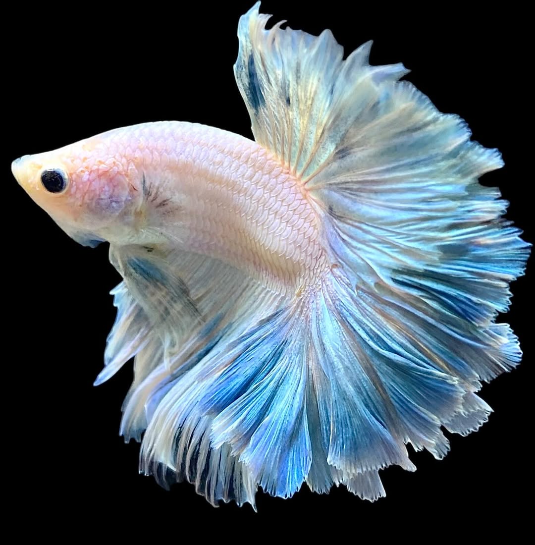Betta splendens "Halfmoon Full White" – Eleganter Kampffisch in reinem Weiß